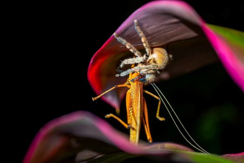 Comb spider (Ctenidae) with captured grasshopper, sitting on a leaf, at night, Puntarenas province,