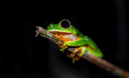 Red-eyed tree frog (Agalychnis callidryas) sitting on a stem, at night, Puntarenas province, Costa