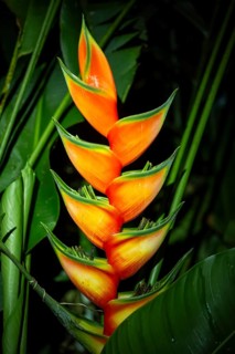 Heliconia, lobster claw (Heliconia wagneriana), flower in the rainforest, Puntarenas province,