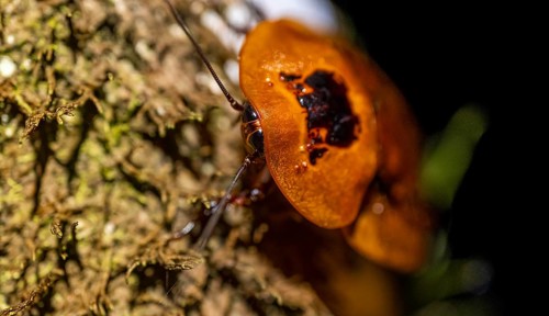 Giant marbled cockroach (Archmandrita marmorata) sitting on a tree trunk, at night, Puntarenas