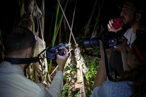 Tourists with cameras on a night hike in the rainforest, Puntarenas province, Costa Rica