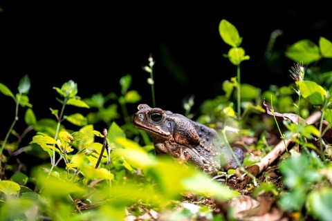 Aga toad or giant toad (Rhinella marina) sitting on the ground at night, Puntarenas province, Costa