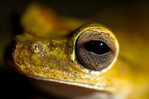 Costa Rica Masked Tree Frog (Smilisca phaeota) in water, portrait, at night, Puntarenas Province,