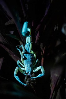Bicoloured bark scorpion (Centruroides bicolor) with prey, glows in black light, UV light, at