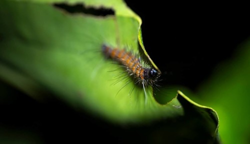 Hairy caterpillar on a leaf, at night, Puntarenas province, Costa Rica