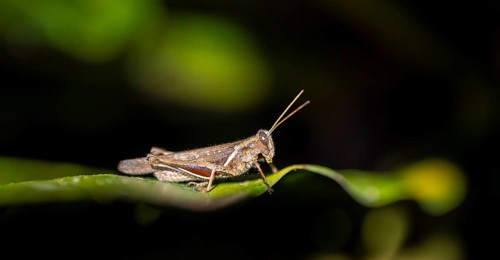 Brown grasshopper sitting on a leaf, at night, Puntarenas province, Costa Rica