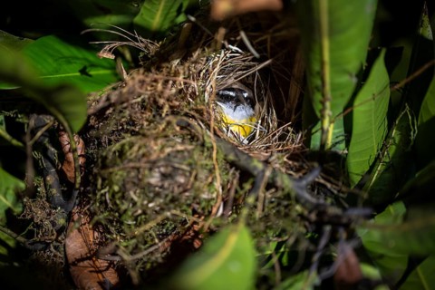 Sulphur-masked tyrant (Pitangus sulphuratus) in its nest at night, Puntarenas province, Costa Rica