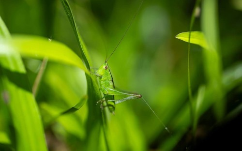 Green grasshopper (Neoconocephalus) sitting on a leaf, at night, Puntarenas province, Costa Rica