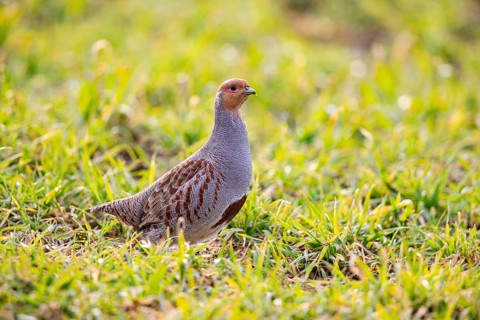 Grey partridge (Perdix perdix) Germany