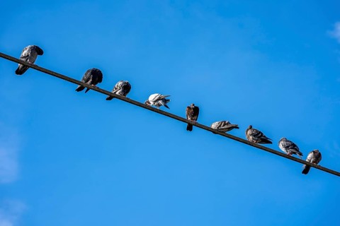 Pigeons on a power line, Germany