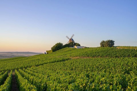 Mill and vineyards, Verzenay, Marne, France