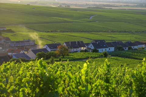 View of the village in the foreground Vineyards, Verzenay, Marne, France