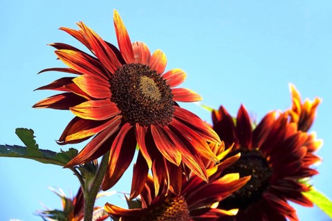 Red sunflower, summer, Germany