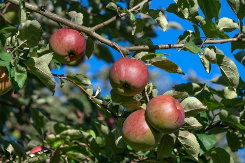 Ripe apples (Malus), on the tree, Franconia, Bavaria, Germany