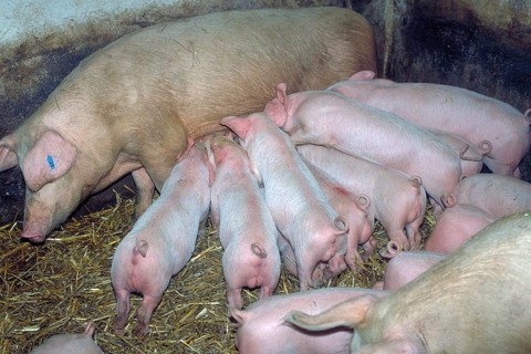 Piglets (Sus scrofa domesticus) suckling with their mother sow, Franconia, Bavaria, Germany