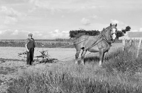 French farmer with horse in the field, historical photograph from the 1970s, black and white,