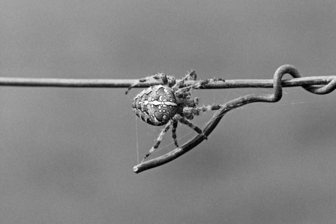 Cross spider (Araneus) on a wire fence, black and white, Bavaria, Germany