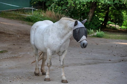 Mould with a fly mask on a riding stable, Franconia, Bavaria, Germany
