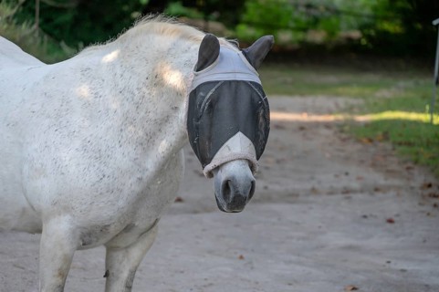 Mould with a fly mask on a riding stable, Franconia, Bavaria, Germany