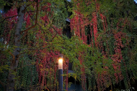 Windows are overgrown, climate-neutral façade greening on the new building, autumn colouring,