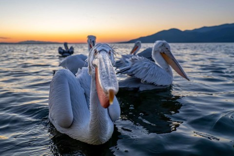 Dalmatian Pelican (Pelecanus crispus), Dalmatian Pelican, swimming, close up, in its plumage, Lake