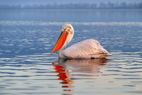 Dalmatian Pelican (Pelecanus crispus), Dalmatian Pelican, swimming, in its plumage, Lake Kerkini,