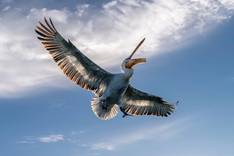 Dalmatian Pelican (Pelecanus crispus), Dalmatian Pelican, flying, Lake Kerkini, Greece