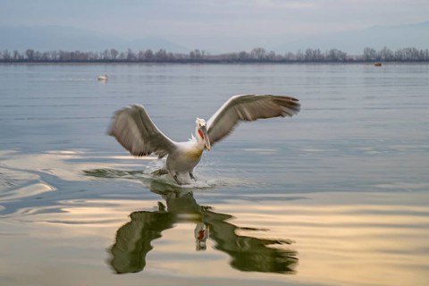 Dalmatian Pelican (Pelecanus crispus), Dalmatian Pelican, landing, long exposure, Lake Kerkini,
