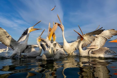 Dalmatian Pelican (Pelecanus crispus), Dalmatian Pelican, fighting for fish, Lake Kerkini, Greece