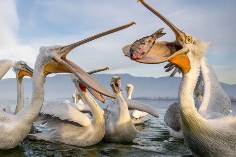 Dalmatian Pelican (Pelecanus crispus), Dalmatian Pelican, fighting, Lake Kerkini, Greece