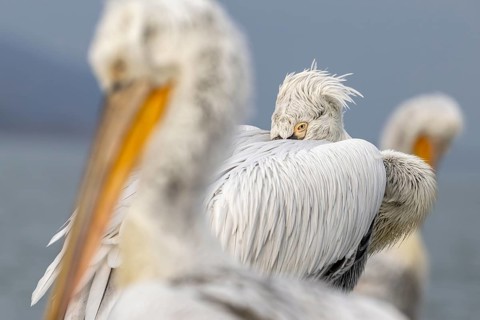 Dalmatian Pelican (Pelecanus crispus), Dalmatian Pelican, roosting, close up, in its plumage, Lake