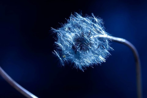 Dandelion, macro photography, summer, Germany
