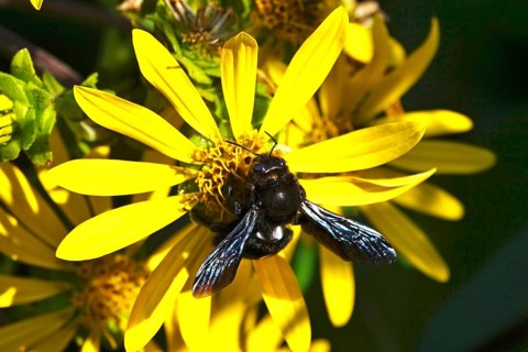 Wood bee on a flower, summer, Germany