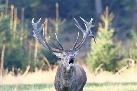 Red deer (Cervus elaphus) during the rutting season, a large stag roaring in a forest clearing,