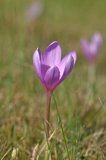 Autumn crocus (Colchicum autumnale), half-opened flowers in a meadow, endangered, protected