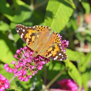 Thistle butterfly (Vanessa cardui) on a Buddleja davidii flower, Wilnsdorf, North Rhine-Westphalia,