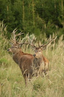 Red deer (Cervus elaphus) rutting deer, the rear one with wire in left antler bar, secure in high