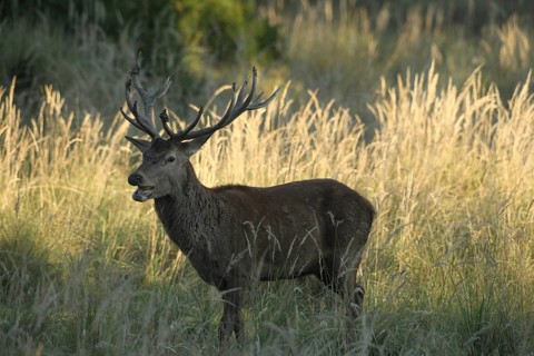 Red deer (Cervus elaphus) rutting deer eating green apple in tall grass, Allgäu, Bavaria, Germany,