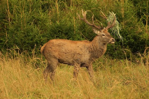 Red deer (Cervus elaphus) rutting stag with wire in left antler bar, secured in tall grass in the