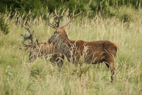 Red deer (Cervus elaphus) rutting deer, the left one with wire in left antler bar, being licked by