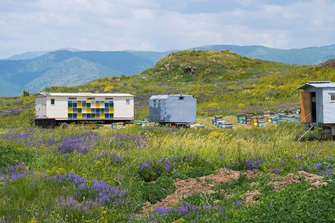 A rural scene with colourful bee carts and fields of flowers against a mountainous background,