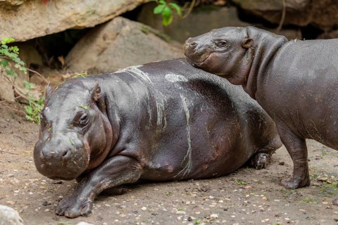 A female pygmy hippopotamus (Choeropsis liberiensis) stands next to its mother. Liberia, West