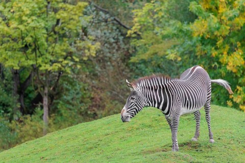 A Grévy's zebra (Equus grevyi) stands in a green meadow in hilly terrain. Botswana