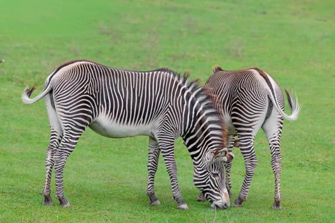 Two Grévy's zebras (Equus grevyi) graze in a green meadow. Botswana