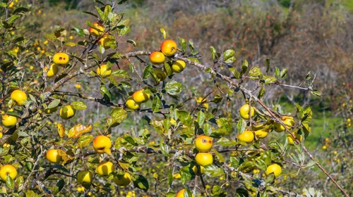 Branch with ripe apples. Orchard in autumn near Jesingen. Kirchheim unter Teck, Baden-Württemberg,