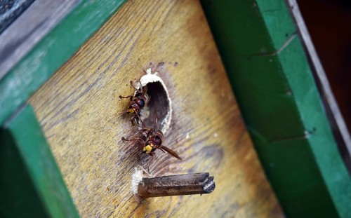 European hornets, hornets, (Vespa crabro) build nest in May box, Schleswig-Holstein, Germany
