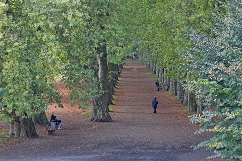 Plane tree avenue with pedestrians, strollers, stroll, stroll, stroll, escape point, plane trees,
