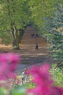 Plane tree avenue with pedestrian, stroller, stroll, stroll, stroll, vanishing point, plane trees,