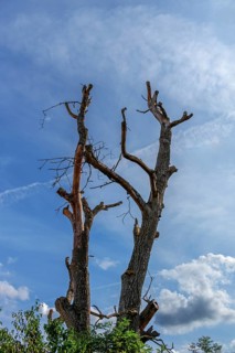 Dead walnut tree (Juglans regia), cloudy sky, Bavaria, Germany