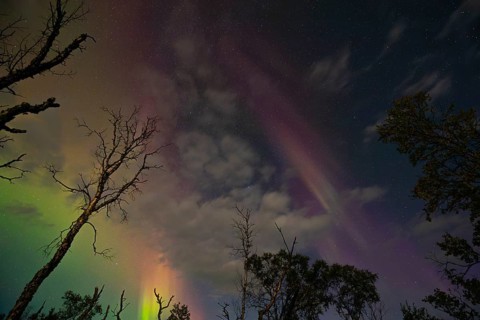Aurora Borealis over polar birches and the shining moon in northern Sweden near Björkliden at Lake